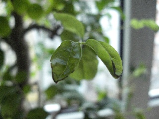 ov_cimg8021.jpg