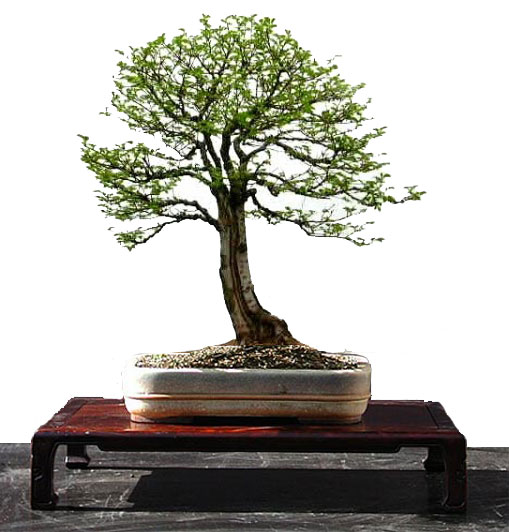 ulmus_minor_110.jpg