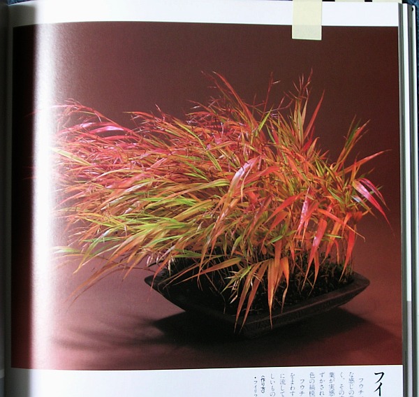 Hakonechloa_Nicolas.jpg