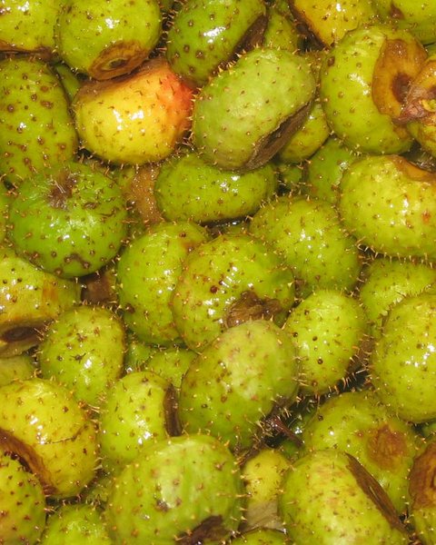 Frucht..jpg