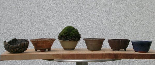 Hakonechloa_macra_Auswahl.jpg