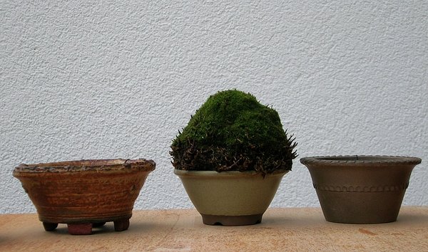 Hakonechloa_macra_engeAuswahl.jpg