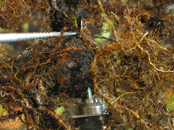 an der gewünschten Stelle mit einem Holzbohrer ein Loch bohren