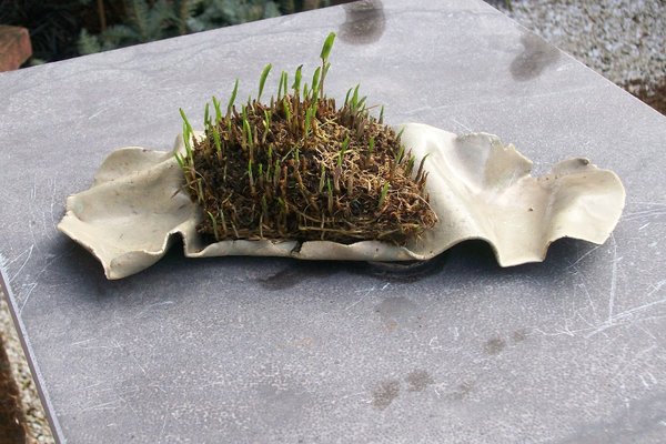 Zweiblättriges Schattenblümchen