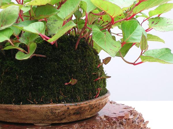 Fallopia_Detail.jpg