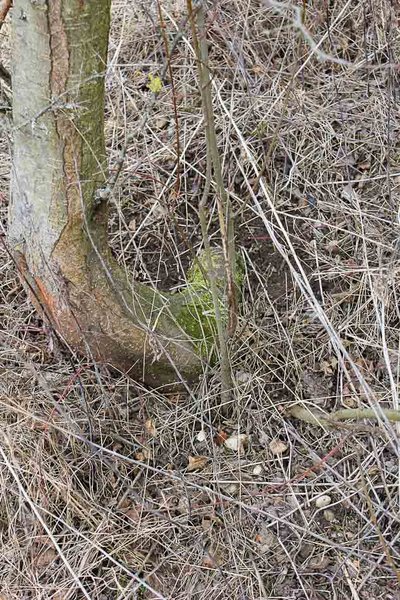 mirabelle-2.jpg