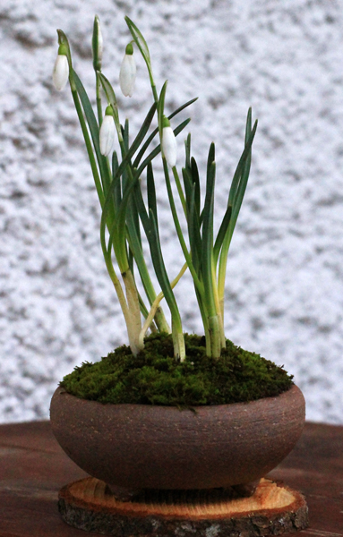 Schneeglöckchen_small.jpg