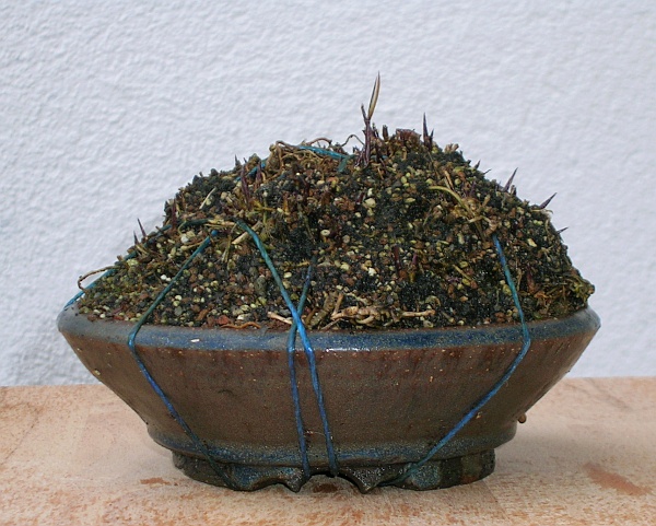 Hakonechloa_Engelke.jpg