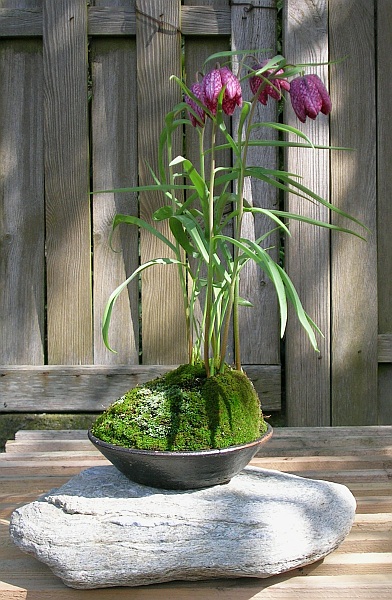 Fritillaria_2.jpg