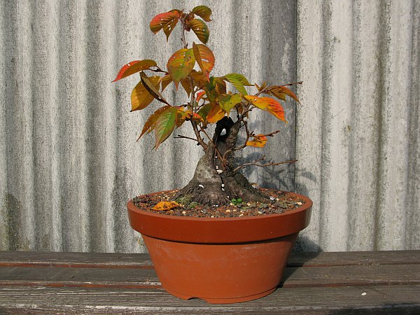 Herbstfarbe 2011