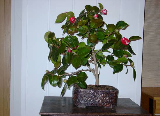 Camellia japonica "Coletti"