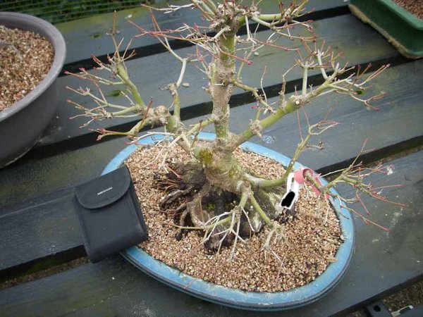 09 kleiner-acer-mit-Riesenwurz.jpg