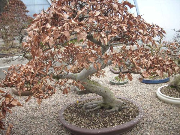 18 der-Logobaum-im-Winterquart.jpg