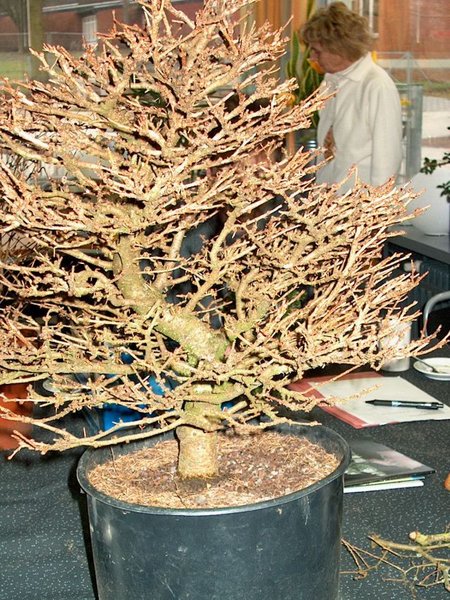 2006 vor dem Grundschnitt
