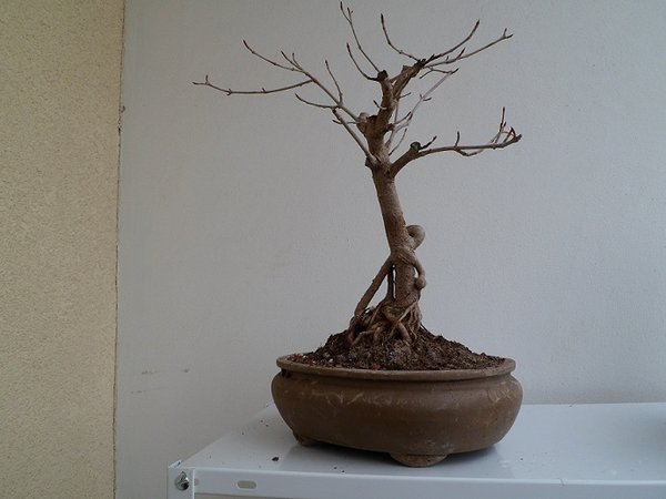 bonsai 002.JPG
