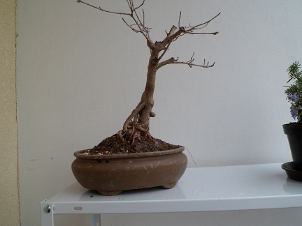 bonsai 001.JPG