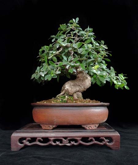 heimischer Gartenilex - es müsste ein Männchen sein