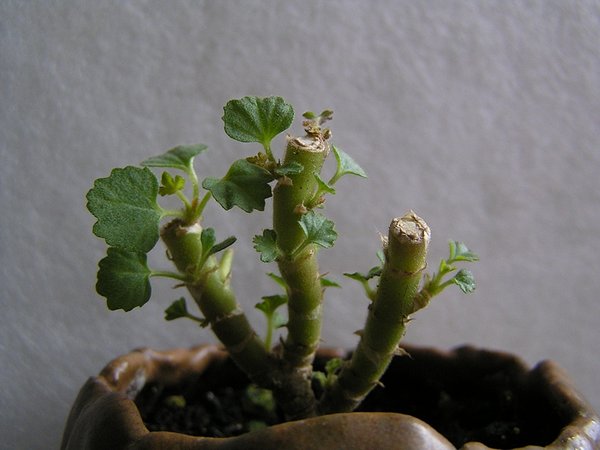 Pelargonie 2.jpg