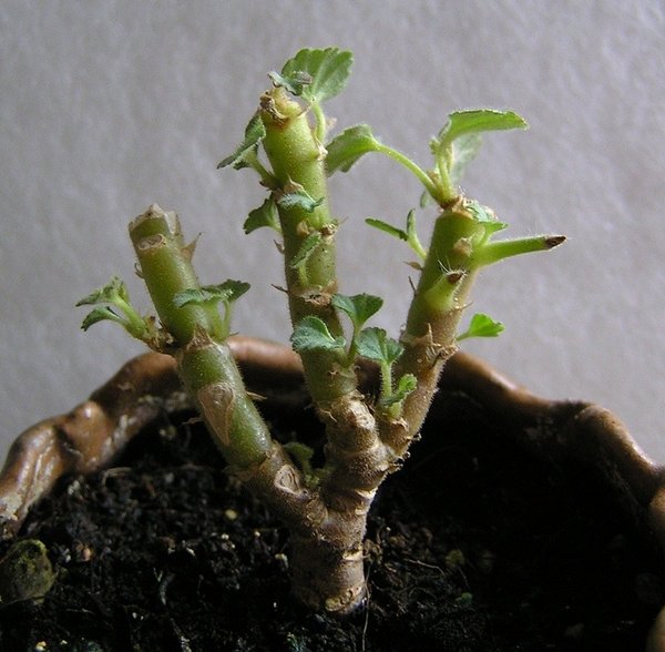 Pelargonie1.jpg