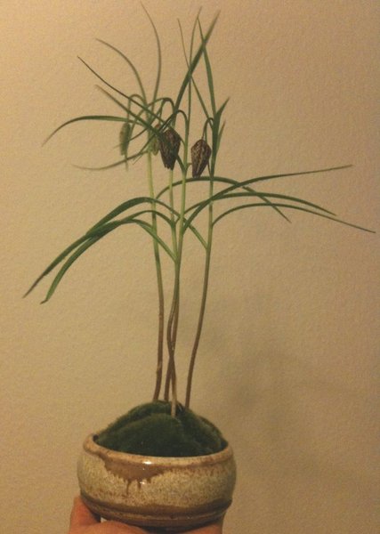 Schachbrettblume_711x1000.JPG