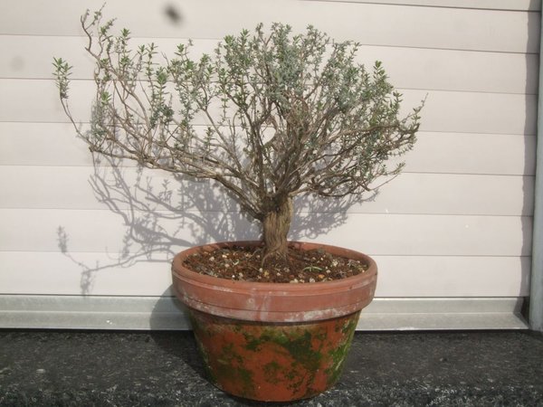 Thymian; Stammdicke 2,5 cm, -höhe 4 cm