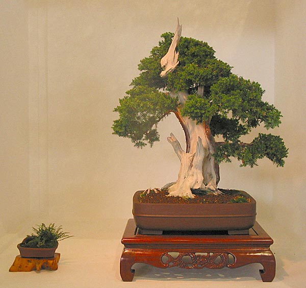 juniperus08.05.jpg