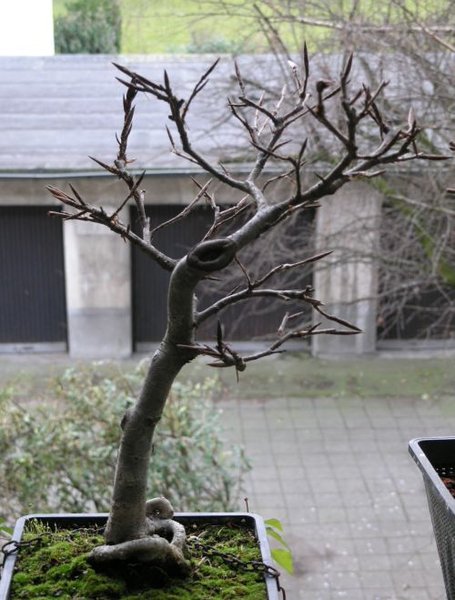 2012-03-11_Blutbuche01.jpg
