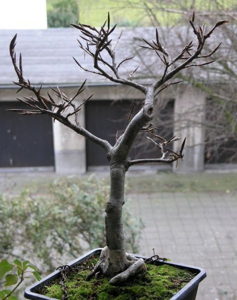 2012-03-11_Blutbuche03.jpg