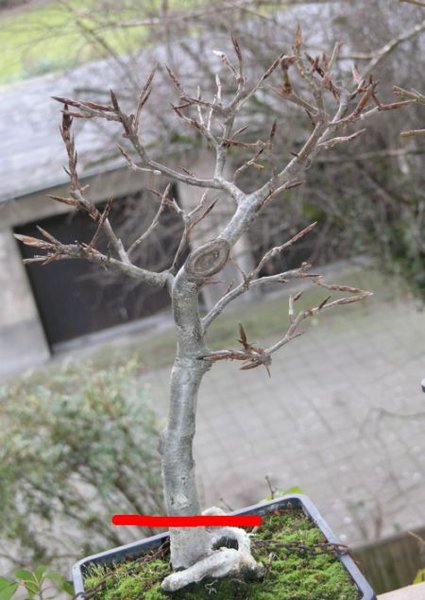 2012-03-11_Blutbuche02.jpg
