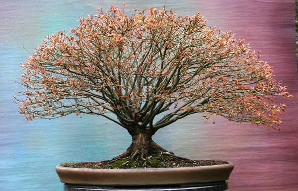 acer-palm-3-2012-1.jpg