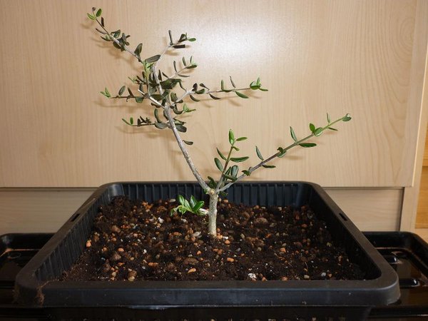 Olea