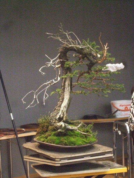 der Baum von H.M., vorerst fertig