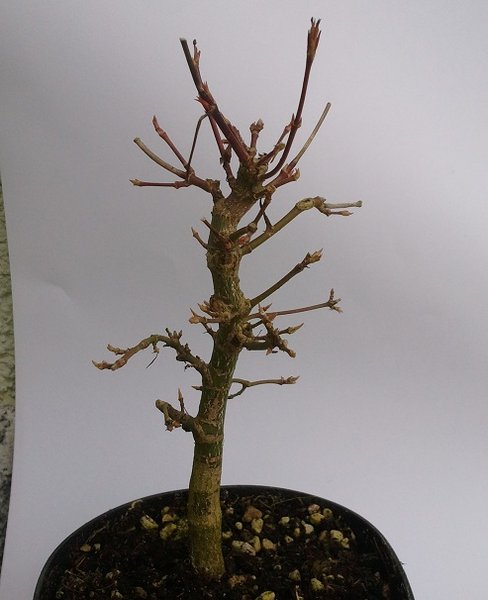 acer p.3.jpg