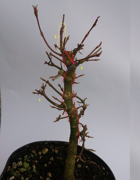 acer p.5.jpg