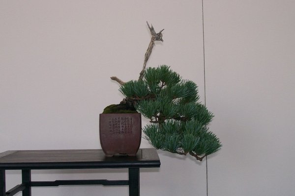 Shohin Mädchenkiefer umgetopft, geänderter Neigungswinkel