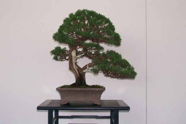 Shohin Itoigawa umgetopft, andere Schale