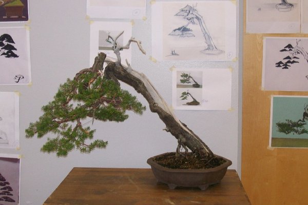 Demo Baum von Hr. Katagiri san gestaltet