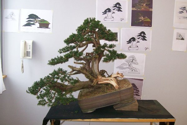 Demobaum Iura san