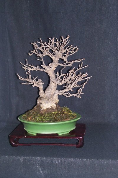 Ilex Serrata aus dem Garten von Fam. Iura von Harald Lehner erworben
