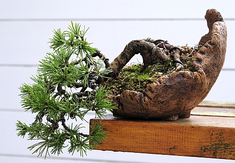 Pinus Mugo