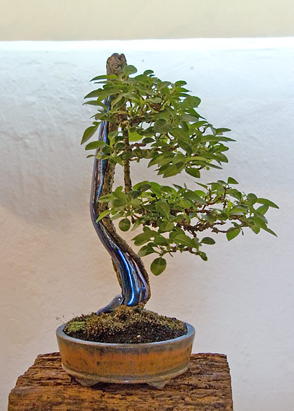 DSC_3238v.jpg