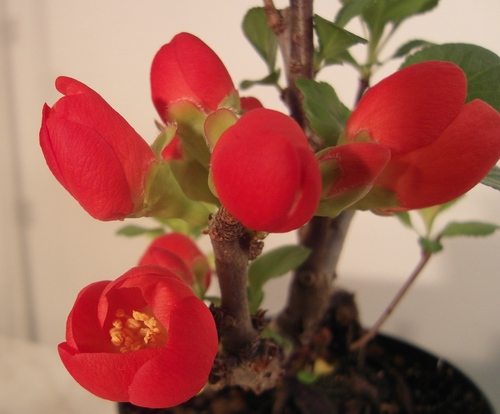kleinFrühling_1.jpg