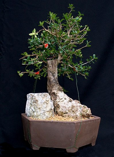 olive1.jpg