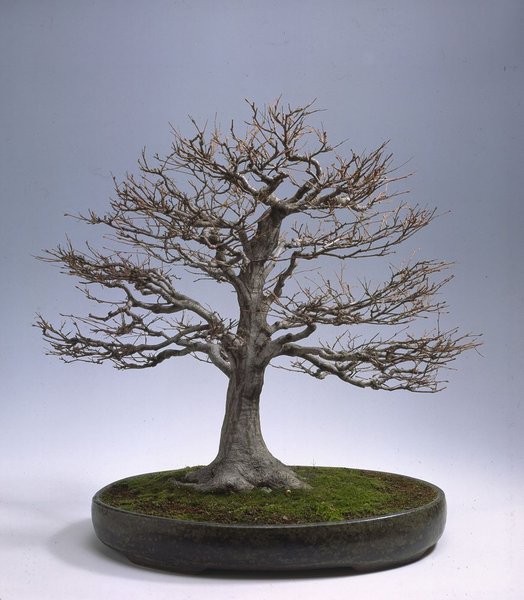 jap. Hainbuche.jpg