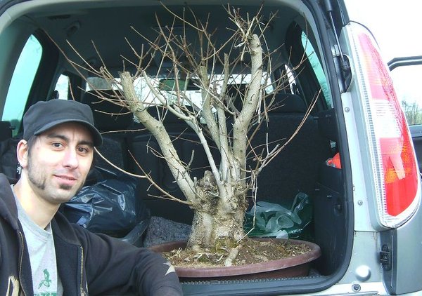 Der Chaot mit Baum