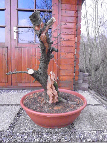 Weißdorn-18.03.2012-1.jpg