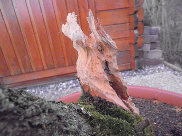 Weißdorn-18.03.2012-2.jpg