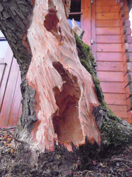 Weißdorn-18.03.2012-3.jpg