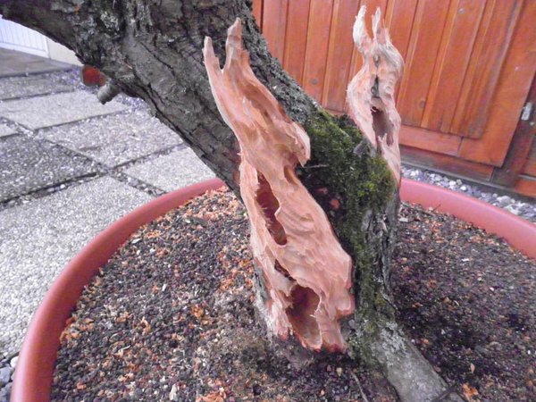 Weißdorn-18.03.2012-4.jpg