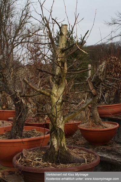 März2012 045_klein.jpg